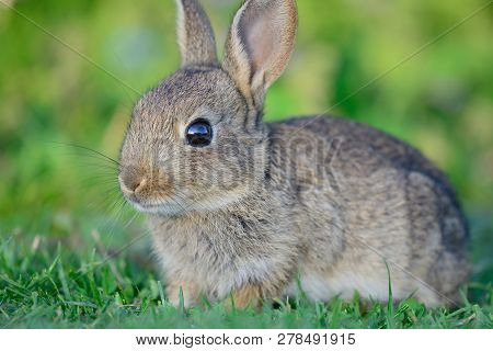 Close Up Of A Baby Rabbit Sitting In A Meadow
