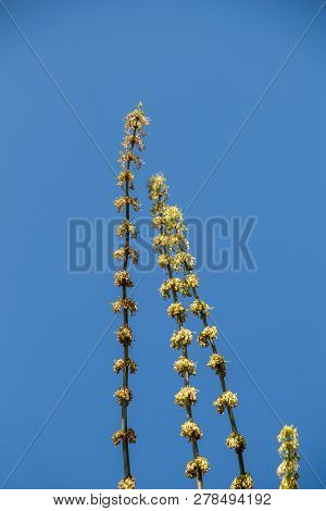 A Unique Photo Of Bright Tender Offshoot  Of A Tree Growing