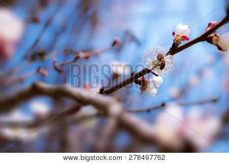 Fruit Tree Flowers Spring / Spring Flowering Fruit Trees