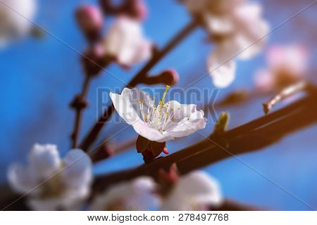 Fruit Tree Flowers Spring / Spring Flowering Fruit Trees