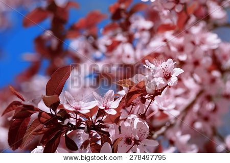 Fruit Tree Flowers Spring / Spring Flowering Fruit Trees