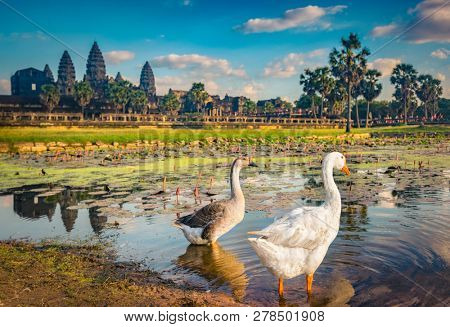 Angkor Wat temple reflecting in water of  Lotus pond at sunset. Ducks on the foreground.Siem Reap. Cambodia