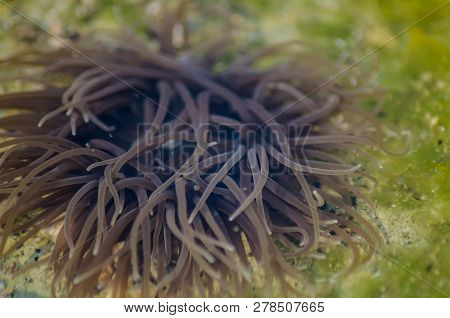 Snakelock Anemone Anemonia Virdus Tentacles In Natural Environment In Mellieha Malta