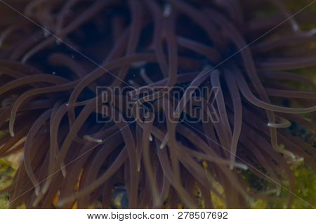 Snakelock Anemone Anemonia Virdus Tentacles In Natural Environment In Mellieha Malta