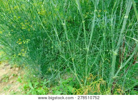 Fennel (foeniculum Vulgare) In Growth At Garden