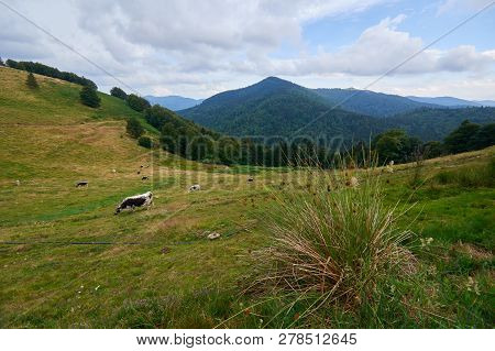 Herd Of Cattle Grazing On A Pasture In High Mountains.summer Rural View Of The Cows In The Paddock.b