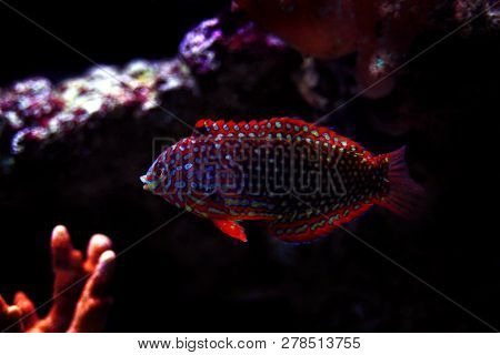 Phase Ornate Leopard Wrasse Fish (macropharyngodon Ornatus)