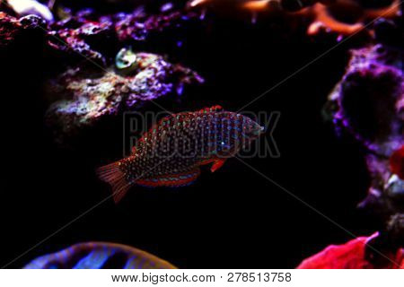 Phase Ornate Leopard Wrasse Fish (macropharyngodon Ornatus)