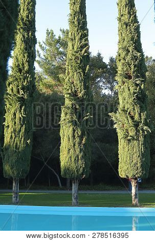 Cypress Trees And Pool In Pulgas Water Temple. Woodside, California