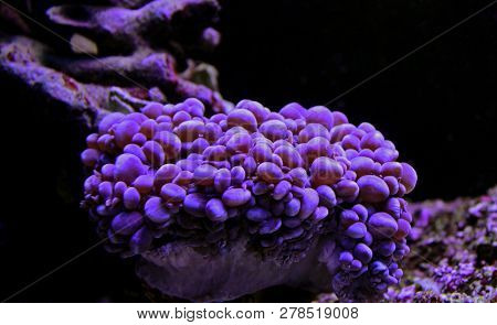 Bubble Coral, Pearl Lps Coral (physogyra Sp.)