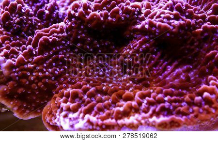 Bubble Coral, Pearl Lps Coral (physogyra Sp.)