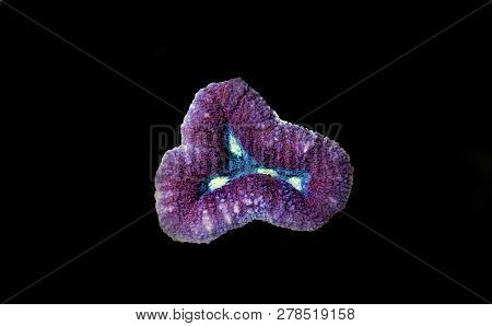 Lobophyllia Open Brain Lps Coral In Reef Aquarium Tank