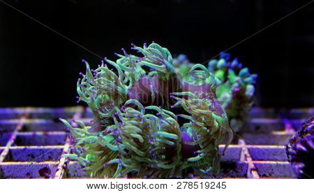 Elegance Lps Coral Isolated Image - Catalaphyllia Jardinei