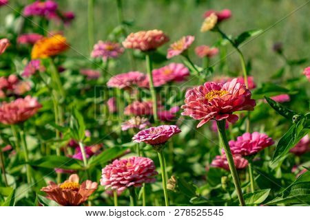 Blooming flower bed with flowers of zinia in a rural garden. Natural summer background