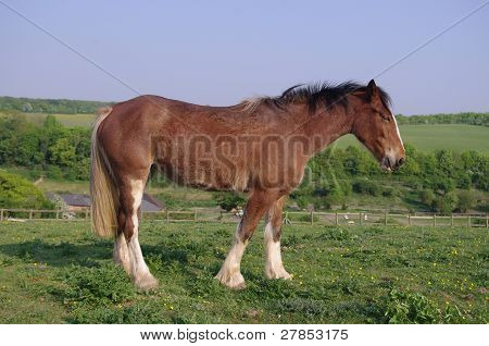 Cavallo nel campo paddock Capstone Country Park, Kent