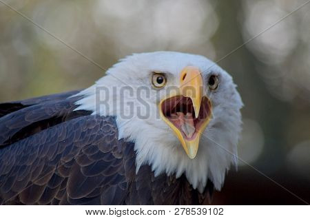 Bald Eagle Vocalizes With Open Beak Towards Camera Showing Sharp Beak And Tongue.