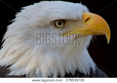 Close-up Profile Shot Of Bald Eagle Emphasizes Its Yellow Hooked Beak, White Plumage On Its Head, An