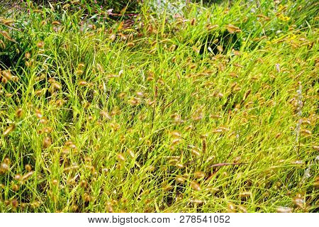 Yellow Foxtail (setaria Pumila), Also Known As Yellow Bristle-grass, Pigeon Grass, And Cattail Grass