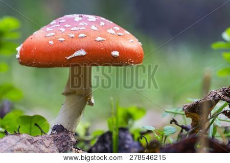 Red Fly Agaric Mushroom Or Toadstool In The Grass. Fairy Tale Colourful Image. Toxic Mushroom. White