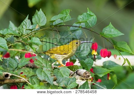 Streaked spiderhunter bird with long curved beak feeding on Brazilian Bell Flower, Malaysia