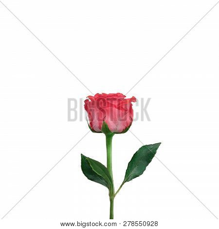 Single Beautiful Red Rose On Isolated White Background. Minimalism. View From Above.