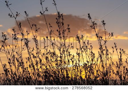 A Gaura Belleza Bush Silhouetted Against A Golden Sunset.