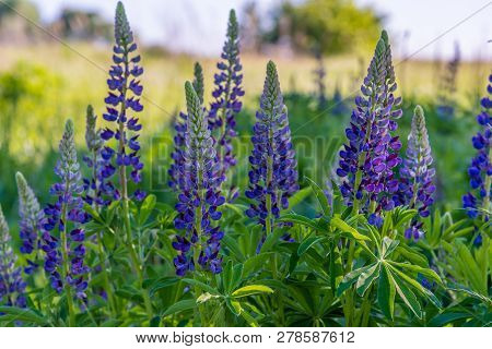 Grassy Field With Purple Lupines Dolly Shot. A Dolly Shot Past Purple Lupines.