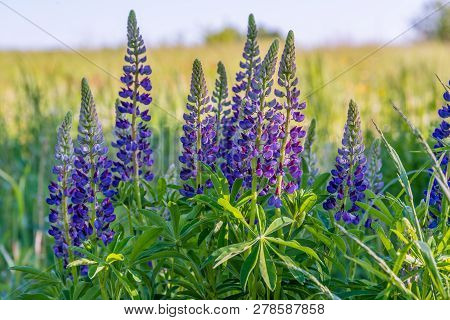 Grassy Field With Purple Lupines Dolly Shot. A Dolly Shot Past Purple Lupines.