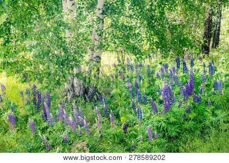 Grassy Field With Purple Lupines Dolly Shot. A Dolly Shot Past Purple Lupines.