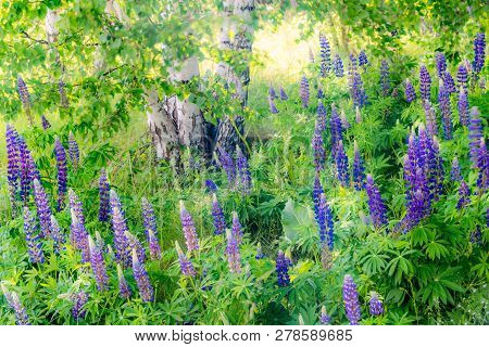Grassy Field With Purple Lupines Dolly Shot. A Dolly Shot Past Purple Lupines.