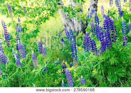 Grassy Field With Purple Lupines Dolly Shot. A Dolly Shot Past Purple Lupines.
