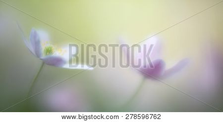 dreamy wild flower, wood anemone nemerosa. Fragility, purity romantic pristine floral