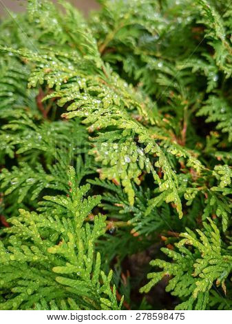 Green Color Plant Growth Leaf Close-up Herb Part Food And Drink No People Selective Focus Beauty In 