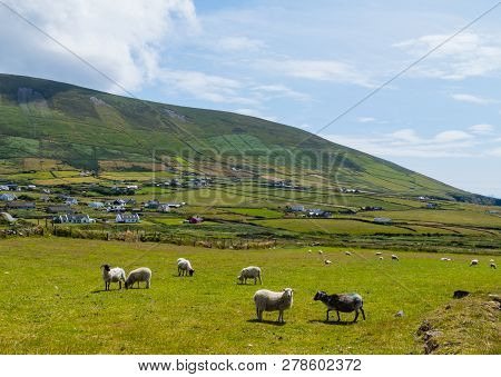 Irish Sheep On Meadow Dingle Ring Wild Atlantic Way