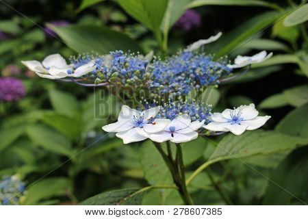 Lacecap Hydrangea Flowers With Pale Blue Inner And White Outer Flowers With A Dark Background Of Lea