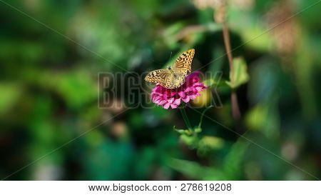 Beautiful Butterfly Flying Over A Flower, Closeup. Spring. Nature. Sunny Day. Background.