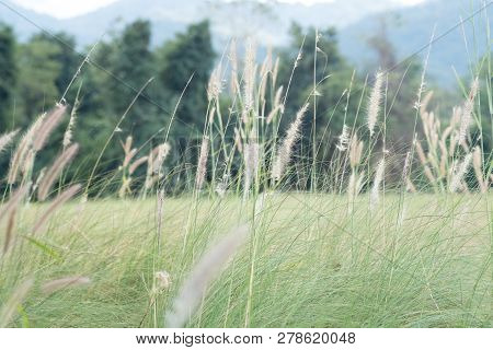 Beautiful Grass Flower With Sunlight, Naturally Beautiful Flowers