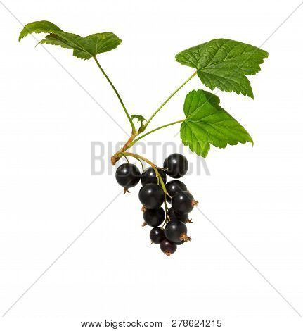 Currant. Black Currant With Leaf. Heap Of Fresh Black Currant Fruit. Textured Background.