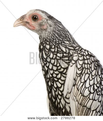 Sebright Bantams