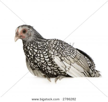Sebright Bantams