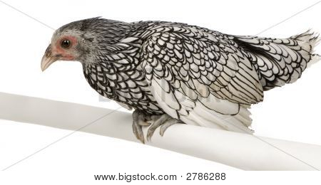 Sebright Bantams
