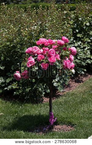 Rose Tree With Pink Roses In A Rose Garden