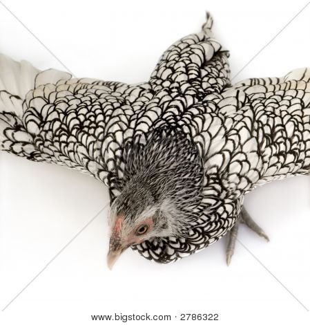 Sebright Bantams