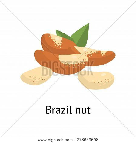 The Fruit Of The Plant Is A Hard-shelled Nut With An Edible Core.