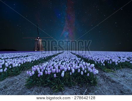 Night Field Of Tulips And Windmill. Landscape With Stars And Flowers. Traditional Holland View