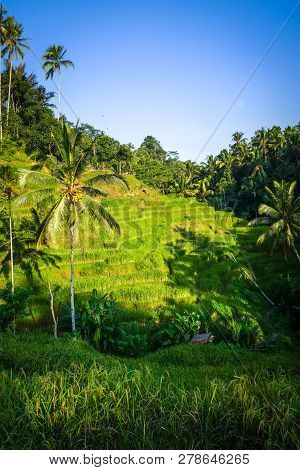 Paddy Field Rice Terraces In Ceking, Ubud, Bali, Indonesia