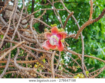 Beautiful Focus Cannonball Flower Of Cannonball Tree In The Park