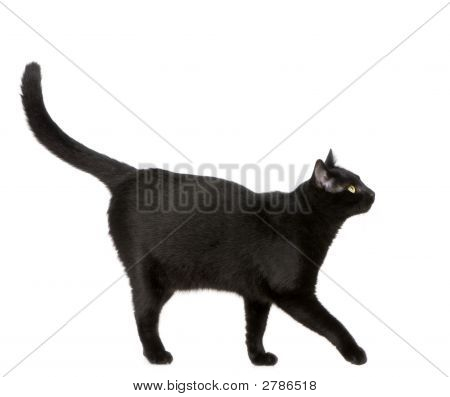 Gato preto