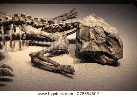 Shanghai, China - April 13 2018, Fossil Of Psittacosaurus At Shanghai Natural History Museum.

Psitt