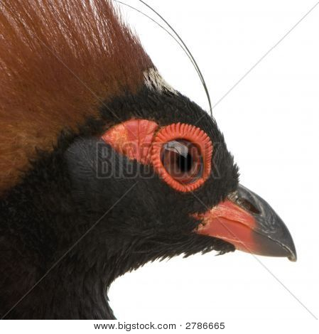 Chocholatý dřevo Partridge - Rollulus Rouloul